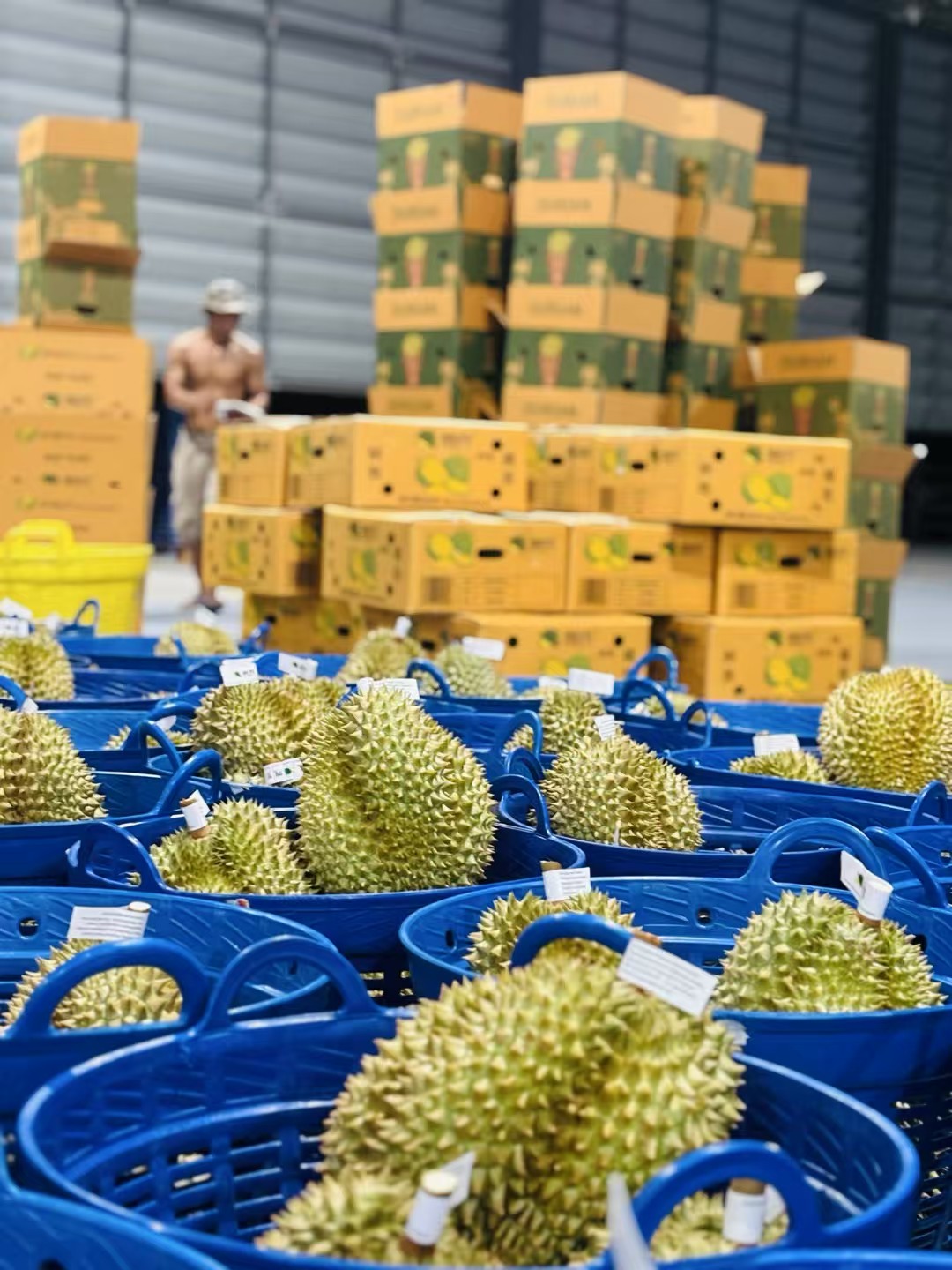 Coconut product processing scene with workers sorting fresh coconuts on modern production line in bright clean environment